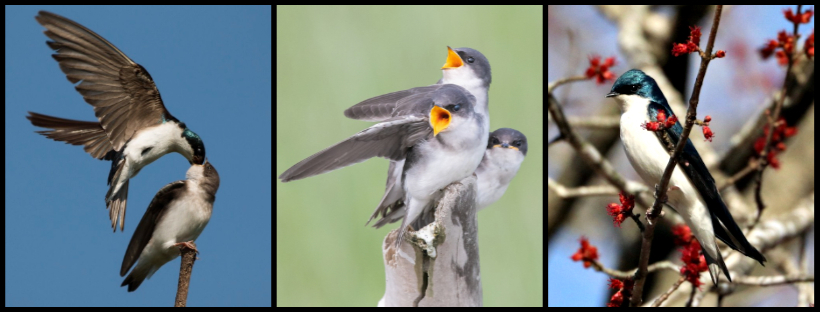 Research | Nest Quest Go: Tree Swallows | Zooniverse - People-powered ...