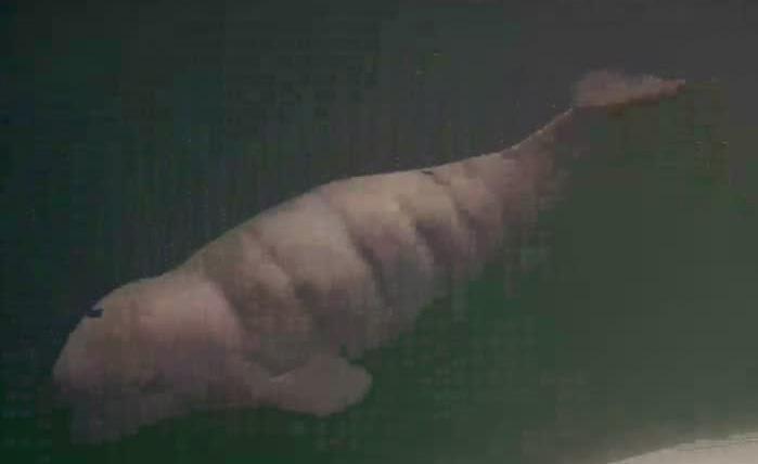 20190803T133646_466445.ts - Copy.jpg